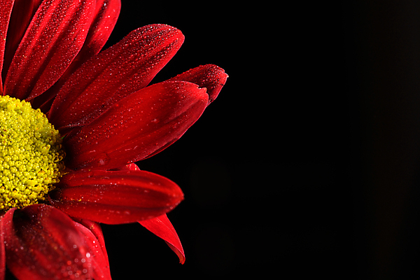 포토 JPG 해외이미지 식물 1 계절 꽃잎 꽃 오렌지 자연 검은배경 추상 사람없음 빨간색 빛 컬러풀 뷰티 노란색 사진촬영 활발 개화 닫기 그림 내추럴 고립 해외포토 컬러 백그라운드 컨셉 무늬 과일 모션 검은색 촬영 생태계 파일형식 이미지허브