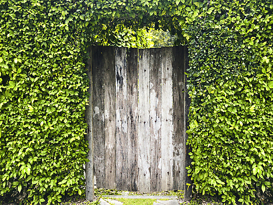 포토 JPG 해외이미지 식물 전통 외관 벽 백그라운드 잎 패턴 건축양식 자연 벽돌 출입구 주택 이끼 사람없음 야외 내부 건물 목재 초록색 울타리 문 정원 봄 수확 역사 비밀 아치 원예 질감 대문 조경 포도나무 아이비 내추럴 옛날 해외포토 나무 건축물 계절 건축 컬러 컨셉 무늬 농업 재료 취미 담장 과일나무 생태계 파일형식 이미지허브