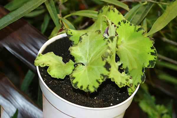 포토 JPG 해외이미지 식물 화초 잎 자연 사람없음 장식 초록색 성장 냄비 내추럴 그리너리 해외포토 컬러 솥 생태계 파일형식 트랜드컬러 이미지허브