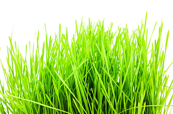 포토 JPG 해외이미지 식물 계절 공원 백그라운드 패턴 밭 자연 추상 부활절 바닥 잔디 사람없음 장식 가로 초록색 여름 빛 농장 우주 정원 봄 활발 흰색 신선 4월 질감 내추럴 고립 처음 해외포토 공공시설 기념일 컬러 컨셉 무늬 농업 날짜 생태계 파일형식 이미지허브