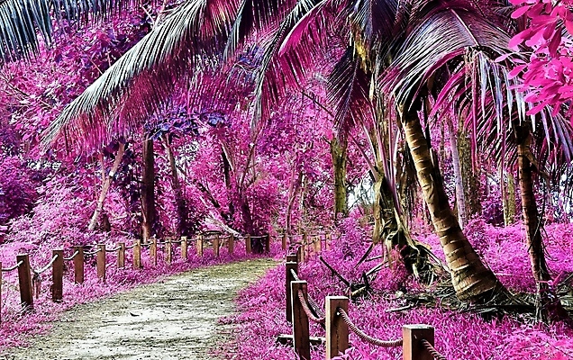 포토 JPG 해외이미지 길 분홍색 사람없음 야외 야자수 세이셸 야자수잎 나무울타리 해외포토 나무 컬러 잎 아프리카 울타리 파일형식 이미지허브