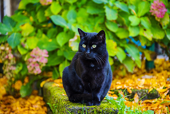 포토 JPG 해외이미지 동물 1 응시 계절 공원 얼굴 백그라운드 포유류 자연 휴식 주택 털 잔디 사람없음 야외 초록색 여름 반려동물 뷰티 노란색 귀여움 정원 검은색 고양이 봄 이탈리아 가을 작음 솜털 기르기 해외포토 식물 시선 공공시설 유럽 컬러 컨셉 건물 신체부위 크기 생태계 돌봄 파일형식 이미지허브