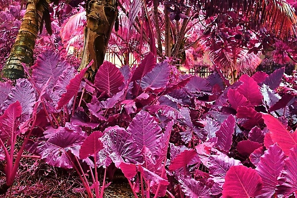 포토 JPG 해외이미지 분홍색 사람없음 야외 야자수 세이셸 야자수잎 열대잎 해외포토 나무 컬러 잎 아프리카 파일형식 이미지허브
