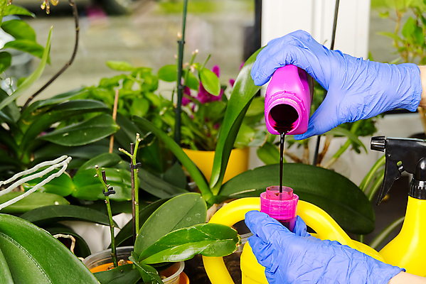 포토 JPG 해외이미지 식물 손 화분 신체부위 물뿌리개 붓기 원예 용액 위생장갑 식물키우기 해외포토 장갑 모션 사람 취미 파일형식 이미지허브