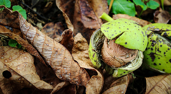 포토 JPG 해외이미지 나무 계절 음식 잎 농업 과일 재료 자연 씨앗 사람없음 초록색 갈색 정원 모임 견과류 수확 성장 껍질 시골 신선 오픈 유기농 날것 호두 국산 내추럴 숙성 세련 해외포토 식물 웰빙 산업 컬러 생태계 파일형식 이미지허브