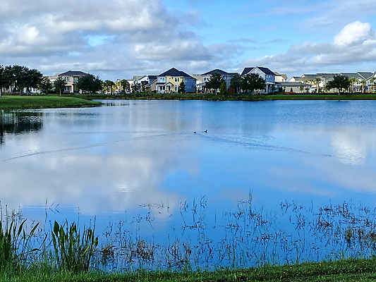 포토 JPG 해외이미지 나무 동물 계절 공원 호수 야생동물 백그라운드 날개 일러스트 자연 조류 하늘 주택 오리 풍경 사람없음 야외 초록색 물 여름 파란색 강 컬러풀 뷰티 환경 맑음 수영 미국 봄 연못 그룹 깃털 부리 이웃 청둥오리 내추럴 고립 플로리다 해외포토 자연요소 식물 공공시설 컬러 북아메리카 날씨 건물 수상스포츠 생태계 파일형식 이미지허브