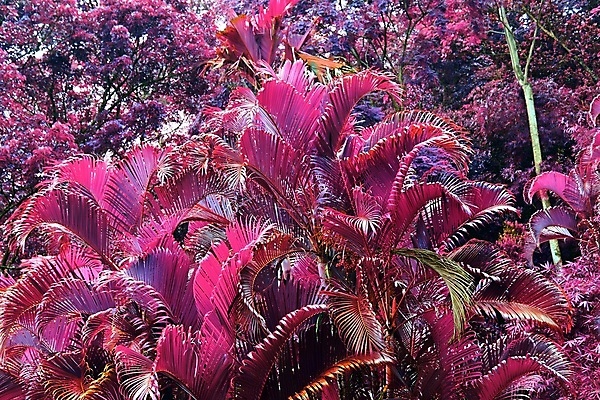 포토 JPG 해외이미지 분홍색 사람없음 야외 야자수 세이셸 야자수잎 해외포토 나무 컬러 잎 아프리카 파일형식 이미지허브