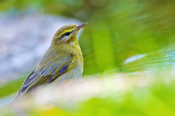포토 JPG 해외이미지 동물 유럽 음료 야생동물 자연 조류 사람없음 물 뷰티 환경 목욕 젖음 다양 연못 스페인 보호 숲 갈증 버드나무 깃털 생태계 생물학 부리 서식지 동물상 보호구역 생태학 해외포토 자연요소 나무 교육 나라 다수 컨셉 조형물 청결 구역 파일형식 이미지허브