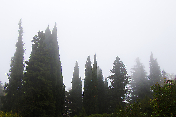 포토 JPG 해외이미지 나무 계절 공원 여행 백그라운드 자연 아침 날씨 새로움 산 풍경 사람없음 야외 초록색 파란색 빛 환경 어둠 추위 안개 소나무 숲 신비 알프스 공상 내추럴 뿌연 절정 해외포토 주간 식물 공공시설 유럽 컬러 컨셉 생태계 파일형식 이미지허브