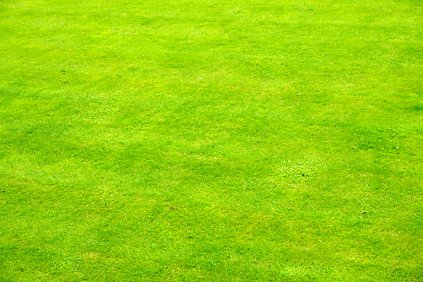 포토 JPG 해외이미지 식물 라이프스타일 영어 스포츠 백그라운드 패턴 밭 골프 텍스트 자연 놀이 영국 잉글랜드 사람 잔디 사람없음 야외 초록색 파란색 우주 축구 성장 게임 신선 칼날 강의 땅 클럽 질감 귀족 넣기 땅바닥 플레이어 그리너리 완전 해외포토 문자 유럽 컬러 컨셉 무늬 농업 모션 바닥 생활 구기 생태계 파일형식 트랜드컬러 이미지허브