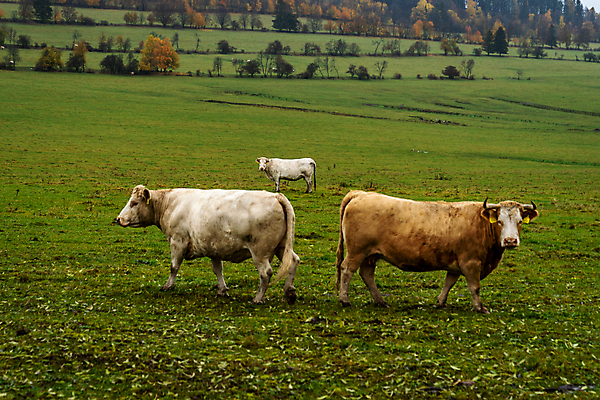 포토 JPG 해외이미지 동물 음식 밭 농업 포유류 자연 하늘 산 육류 사람없음 야외 초록색 농장 농경지 갈색 환경 농사 가축 봄 목장 소고기 흰색 시골 소 군중 방목 땅 호기심 황소 송아지 프랑스어 기르기 밭일 찰과상 목가 해외포토 문자 계절 감정 산업 새끼 컬러 컨셉 식재료 사람 축산업 상처 생태계 돌봄 파일형식 이미지허브