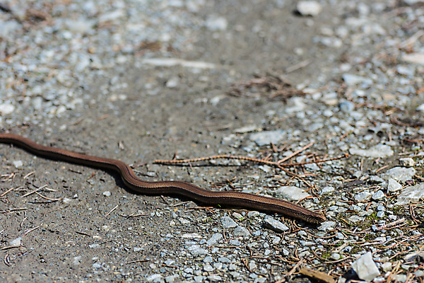 포토 JPG 해외이미지 응시 모래 동물원 사람없음 도마뱀 동물상 해외포토 시선 파충류 조형물 파일형식 이미지허브