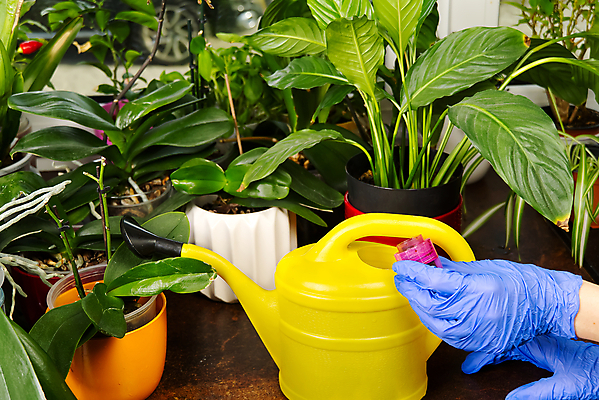 포토 JPG 해외이미지 식물 손 화분 신체부위 물뿌리개 원예 용액 위생장갑 넣기 식물키우기 해외포토 장갑 모션 사람 취미 파일형식 이미지허브