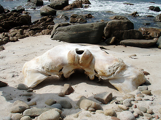 포토 JPG 해외이미지 동물 바다 포유류 생물 골격 사람없음 물 수중 수영 젖음 다양 심볼 고래 소재 해외포토 자연요소 다수 수중동물 수상스포츠 파일형식 이미지허브