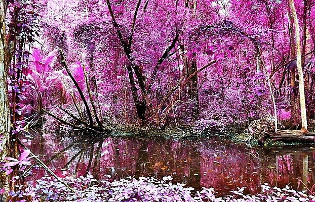 포토 JPG 해외이미지 분홍색 나뭇잎 사람없음 야외 야자수 반사 수면 습지 세이셸 야자수잎 해외포토 나무 컬러 잎 아프리카 물 파일형식 이미지허브