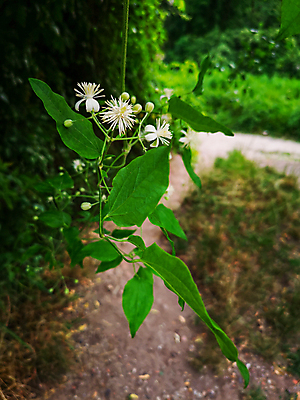 포토 JPG 해외이미지 나무 식물 응시 계절 꽃잎 꽃 유럽 잎 꽃무늬 자연 사람없음 야외 초록색 뷰티 노란색 정원 봄 벚꽃 흰색 신선 개화 숲 작음 폴란드 내추럴 브로츠와프 해외포토 시선 나라 컬러 무늬 크기 생태계 파일형식 이미지허브