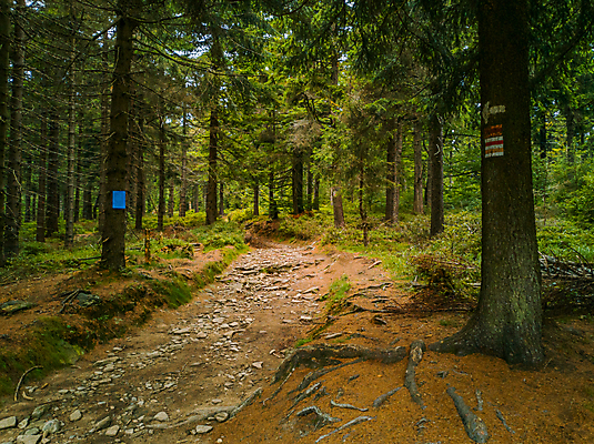 포토 JPG 해외이미지 나무 공원 유럽 도로 여행 자연 하늘 산 사람없음 야외 초록색 환경 봄 하이킹 숲 오솔길 사인 폴란드 내추럴 해외포토 식물 계절 공공시설 나라 길 컬러 교통시설 레저 생태계 파일형식 이미지허브