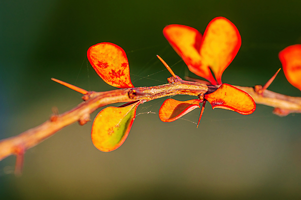 포토 JPG 해외이미지 나무 식물 디자인 계절 백그라운드 단풍 잎 오렌지 자연 벽지 미술 풍경 사람없음 야외 목재 가로 빨간색 초록색 빛 컬러풀 햇빛 뷰티 갈색 노란색 우주 정원 맑음 활발 덮개 가을 나뭇가지 황금 떨어짐 숲 질감 보케 강렬 고립 카피스페이스 해외포토 컬러 컨셉 과일 재료 날씨 문화예술 태양 공백 뚜껑 생태계 파일형식 이미지허브