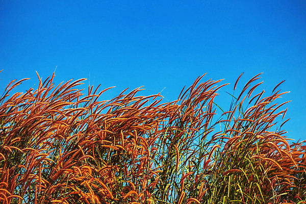 포토 JPG 해외이미지 주간 구름 꽃 아시아 겨울 꽃무늬 밭 농업 태국 자연 하늘 풍경 사람없음 초록색 여름 파란색 컬러풀 농경지 맑음 봄 시골 숲 양귀비 내추럴 해외포토 자연요소 식물 계절 나라 산업 컬러 무늬 날씨 농장 생태계 파일형식 이미지허브
