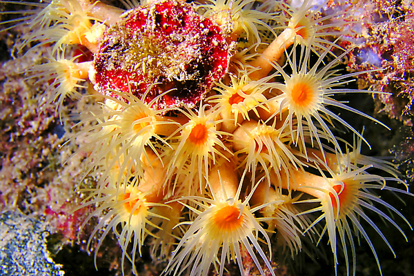 포토 JPG 해외이미지 동물 공원 유럽 야생동물 바다 여행 자연 휴식 사람없음 물 컬러풀 뷰티 환경 바닷속 수중 다양 스페인 산호 잠수함 지중해 생태계 다이빙 생물학 암초 서식지 깊이 동물상 생태학 아네모네 해외포토 자연요소 공공시설 교육 꽃 나라 컬러 다수 컨셉 조형물 수영 자포동물 수중스포츠 파일형식 이미지허브