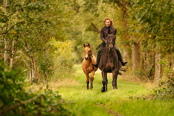 포토 JPG 해외이미지 나무 동물 공원 행복 스포츠 여행 백그라운드 단풍 잎 한명 풍경 야외 초록색 컬러풀 햇빛 태양 농장 갈색 노란색 자유 가을 승마 황금 승차 저녁 숲 안장 내추럴 부스 성인여자만 해외포토 자연요소 식물 1 계절 공공시설 감정 컬러 컨셉 농업 모션 사람 야간 여자만 성인만 파일형식 이미지허브