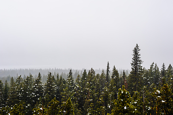포토 JPG 해외이미지 나무 식물 캐나다 자연 날씨 풍경 사람없음 야외 초록색 환경 추위 안개 나뭇가지 시골 소나무 황무지 숲 서리 장면 상록수 침엽수 전나무 흐림 내추럴 뿌연 삼림지대 앨버타 가문비나무 해외포토 컬러 북아메리카 생태계 파일형식 이미지허브