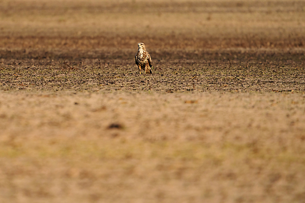 포토 JPG 해외이미지 나무 동물 응시 유럽 야생동물 백그라운드 밭 날개 자연 조류 풍경 사람없음 야외 초록색 갈색 자유 흰색 나뭇가지 닫기 숲 깃털 사냥 부리 자연백그라운드 육식동물 사냥꾼 내추럴 경보 카피스페이스 해외포토 식물 직업 시선 나라 컬러 컨셉 농업 모션 공백 생태계 파일형식 이미지허브