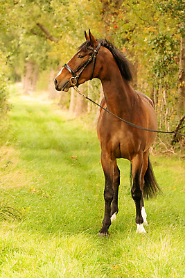 포토 JPG 해외이미지 전신 나무 동물 공원 행복 스포츠 여행 백그라운드 단풍 잎 자연 사람없음 야외 빨간색 초록색 컬러풀 햇빛 태양 농장 갈색 노란색 자유 승마 황금 저녁 숲 내추럴 부스 해외포토 자연요소 식물 공공시설 감정 컬러 컨셉 농업 야간 생태계 파일형식 이미지허브