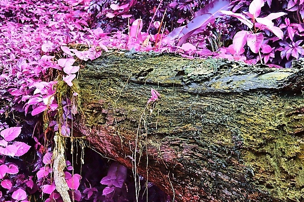 포토 JPG 해외이미지 나무 분홍색 나뭇잎 사람없음 야외 나무기둥 세이셸 해외포토 식물 컬러 잎 아프리카 파일형식 이미지허브