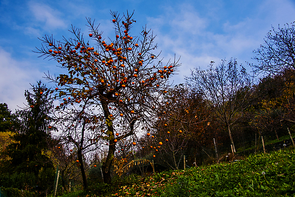 포토 JPG 해외이미지 나무 식물 디자인 계절 공원 백그라운드 잎 밭 오렌지 자연 벽지 하늘 풍경 사람없음 야외 목재 빨간색 초록색 컬러풀 노란색 환경 정원 이탈리아 가을 시골 황금 숲 오솔길 11월 장면 내추럴 생태학 엘리먼트 해외포토 공공시설 교육 유럽 길 컬러 농업 과일 재료 날짜 생태계 파일형식 이미지허브