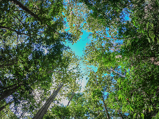 포토 JPG 해외이미지 나무 식물 계절 공원 길 백그라운드 낙엽 잎 자연 하늘 아침 풍경 사람없음 야외 목재 초록색 여름 빛 햇빛 태양 환경 맑음 봄 산책 성장 광선 나뭇가지 숲 마법 내추럴 수목 그리너리 효과 해외포토 주간 자연요소 공공시설 컬러 재료 날씨 휴식 생태계 파일형식 트랜드컬러 이미지허브