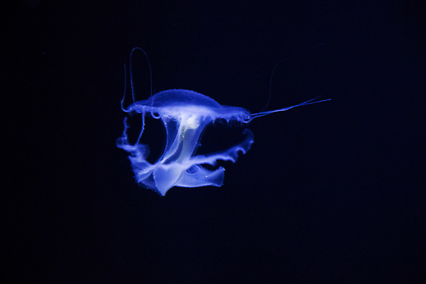 포토 JPG 해외이미지 한마리 사람없음 보라색 바닷속 수중동물 자포동물 해파리 해외포토 동물 1 컬러 수중 파일형식 이미지허브