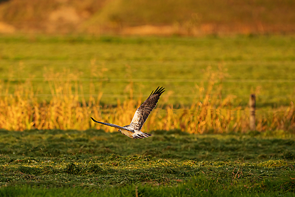포토 JPG 해외이미지 나무 동물 응시 유럽 야생동물 백그라운드 밭 날개 자연 조류 풍경 사람없음 야외 초록색 태양 갈색 자유 가을 흰색 나뭇가지 황금 닫기 숲 깃털 사냥 부리 자연백그라운드 육식동물 사냥꾼 내추럴 경보 카피스페이스 해외포토 자연요소 식물 직업 시선 계절 나라 컬러 컨셉 농업 모션 공백 생태계 파일형식 이미지허브