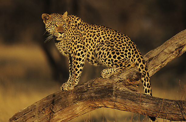 포토 JPG 해외이미지 주간 나무 한마리 응시 야생동물 자연 사람없음 야외 아웃포커스 맹수 표범 해외포토 자연요소 식물 동물 1 시선 포유류 촬영기법 생태계 파일형식 이미지허브