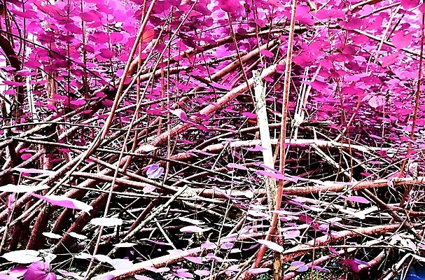 포토 JPG 해외이미지 분홍색 사람없음 야외 나뭇가지 세이셸 열대잎 해외포토 나무 컬러 잎 아프리카 파일형식 이미지허브