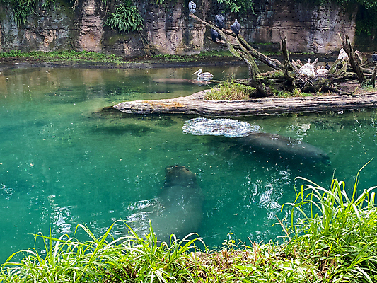 포토 JPG 해외이미지 동물 공원 여행 비즈니스 포유류 가족 아프리카 자연 하늘 건조 동물원 사람없음 야외 물 컬러풀 태양 미국 사막 자녀 연못 뜨거움 숲 위험 큼 사파리 장면 멸종 남쪽 사바나 왕국 플로리다 해외포토 자연요소 공공시설 나라 컬러 컨셉 북아메리카 관계 크기 방향 생태계 파일형식 이미지허브