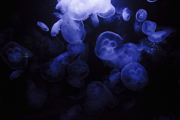 포토 JPG 해외이미지 여러마리 사람없음 파란색 바닷속 수중동물 자포동물 해파리 해외포토 동물 컬러 다수 수중 파일형식 이미지허브