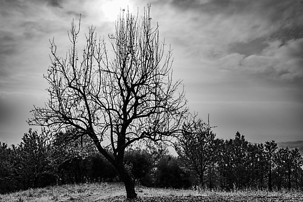 포토 JPG 해외이미지 나무 식물 1 계절 공원 실루엣 백그라운드 겨울 밭 농업 자연 하늘 날씨 사람없음 야외 목재 초록색 파란색 농경지 환경 검은색 봄 흰색 나뭇가지 시골 고독 숲 땅 싱글 장면 내추럴 벌거벗은 옛날 혼자 수평선 해외포토 공공시설 감정 산업 컬러 재료 촬영기법 농장 생태계 파일형식 이미지허브