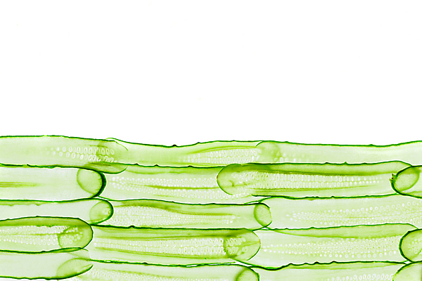 포토 JPG 해외이미지 식물 라이프스타일 음식 바다 조각 백그라운드 농업 다이어트 채소 재료 부분 자연 오이 건강 사람없음 초록색 식사 샐러드 흰색 신선 원형 고명 그룹 맛 자르기 먹기 오브젝트 흰배경 유기농 날것 슬라이스 흙더미 고립 숙성 채식주의자 개조 해외포토 도형 웰빙 산업 컬러 컨셉 모션 생활 흙 생태계 채식 파일형식 더미 이미지허브