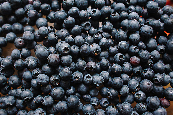 포토 JPG 해외이미지 열매 음식 백그라운드 다이어트 과일 자연 디저트 건강 사람없음 파란색 농작물 수확 신선 달콤 맛 숲 유기농 블루베리 베리 블랙베리 건강식 내추럴 숙성 영양분 채식주의자 많음 해외포토 식물 웰빙 컬러 컨셉 농업 생태계 채식 파일형식 이미지허브