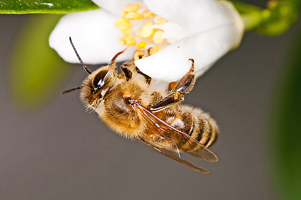 포토 JPG 해외이미지 꽃잎 꽃 자연 근접촬영 사람없음 아웃포커스 꿀벌 해외포토 식물 뷰포인트 촬영기법 벌_곤충 생태계 파일형식 이미지허브