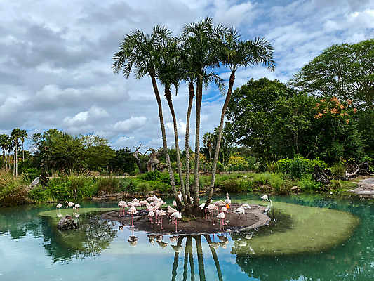 포토 JPG 해외이미지 동물 구름 공원 유럽 아시아 여행 비즈니스 가족 아프리카 자연 조류 하늘 건조 동물원 풍경 사람없음 야외 물 컬러풀 태양 미국 자녀 뜨거움 숲 큼 사파리 깃털 멸종 남쪽 왕국 플로리다 해외포토 자연요소 공공시설 나라 컬러 북아메리카 관계 크기 방향 생태계 파일형식 이미지허브