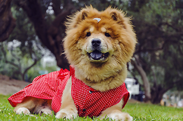 포토 JPG 해외이미지 동물 행복 얼굴 곰 포유류 자연 미소 사람없음 목재 빨간색 초록색 반려동물 금발 갈색 머리 중국 개 숲 모피 혀 가득함 솜털 송곳니 기르기 복종 해외포토 나무 헤어스타일 감정 아시아 컬러 재료 표정 신체부위 입 치아 생태계 돌봄 파일형식 이미지허브
