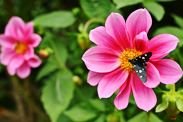포토 JPG 해외이미지 식물 디자인 계절 꽃 나비 곤충 백그라운드 잎 패턴 오렌지 자연 사람없음 야외 가로 빨간색 초록색 여름 빛 뷰티 노란색 정원 맑음 봄 벚꽃 신선 우아함 벌 싱글 해외포토 동물 컬러 컨셉 무늬 과일 날씨 생태계 파일형식 이미지허브