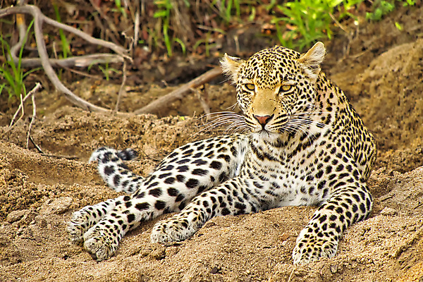 포토 JPG 해외이미지 주간 한마리 응시 야생동물 엎드리기 자연 사람없음 야외 아웃포커스 흙 맹수 표범 나무뿌리 남아프리카 보츠와나 해외포토 자연요소 동물 1 시선 포유류 모션 아프리카 촬영기법 생태계 뿌리 파일형식 이미지허브