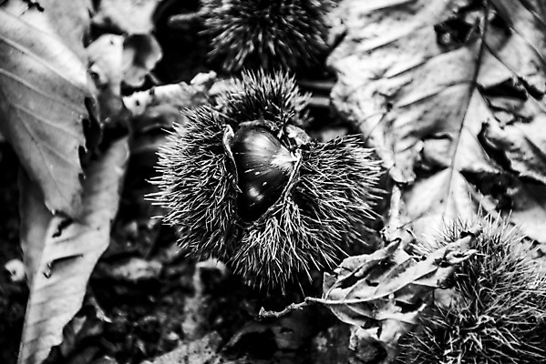 포토 JPG 해외이미지 나무 식물 전통 계절 유럽 음식 백그라운드 단풍 잎 다이어트 과일 재료 자연 씨앗 사람없음 야외 목재 초록색 갈색 이탈리아 견과류 수확 껍질 가을 흰색 나뭇가지 신선 달콤 맛 숲 유기농 날것 고슴도치 10월 내추럴 고립 채식주의자 해외포토 웰빙 나라 컬러 컨셉 농업 포유류 건강 날짜 생태계 채식 파일형식 이미지허브