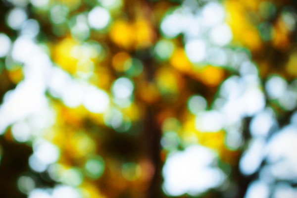 포토 JPG 해외이미지 나무 디자인 계절 공원 백그라운드 컨셉 잎 겨울 패턴 자연 추상 불꽃 그림자 사람없음 빨간색 초록색 여름 빛 컬러풀 햇빛 태양 노란색 일출 정원 어둠 일몰 가을 소프트포커스 숲 보케 부드러움 파열 내추럴 블러 효과 해외포토 자연요소 식물 공공시설 컬러 무늬 불 촬영기법 노을 감각 생태계 파일형식 이미지허브