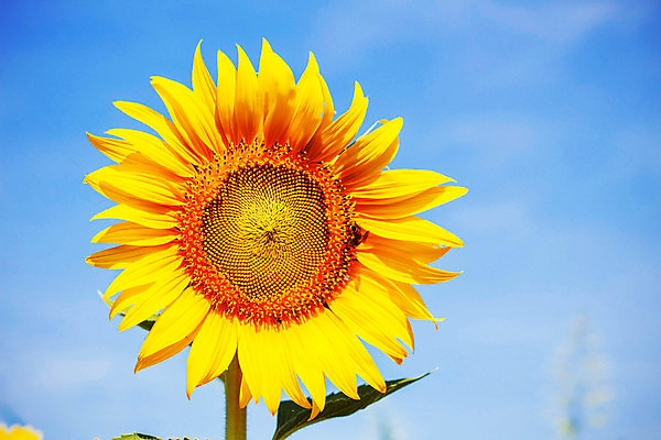 포토 JPG 해외이미지 주간 해바라기 사람없음 야외 해외포토 자연요소 꽃 파일형식 이미지허브