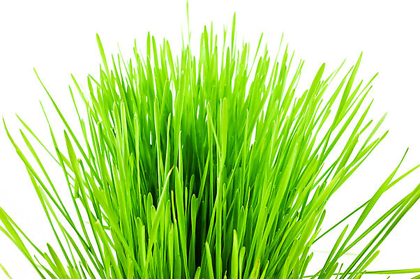 포토 JPG 해외이미지 자연 근접촬영 잔디 사람없음 빛 봄 흰배경 해외포토 식물 계절 뷰포인트 백그라운드 흰색 생태계 파일형식 이미지허브