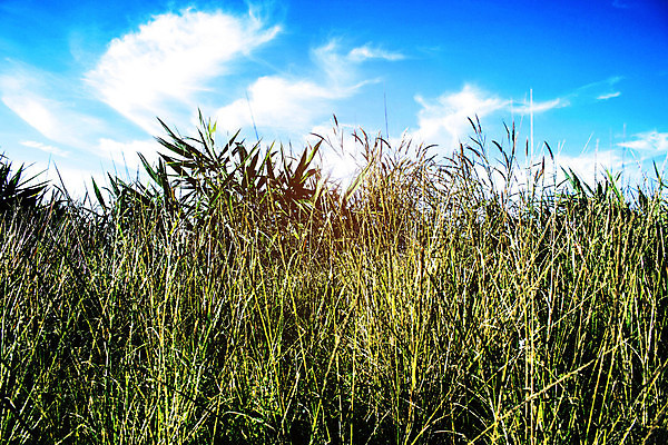 포토 JPG 해외이미지 나무 계절 꽃잎 꽃 아시아 잎 겨울 밭 가족 태국 자연 하늘 아침 산 잔디 사람없음 초록색 파란색 빛 햇빛 태양 일출 일몰 봄 들꽃 벚꽃 흰색 언덕 데이지 캐모마일 해외포토 주간 자연요소 식물 나라 컬러 농업 관계 노을 허브 생태계 파일형식 이미지허브